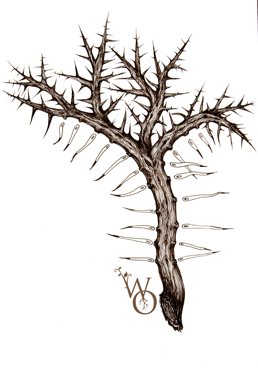 hawthorn needle origin illustration